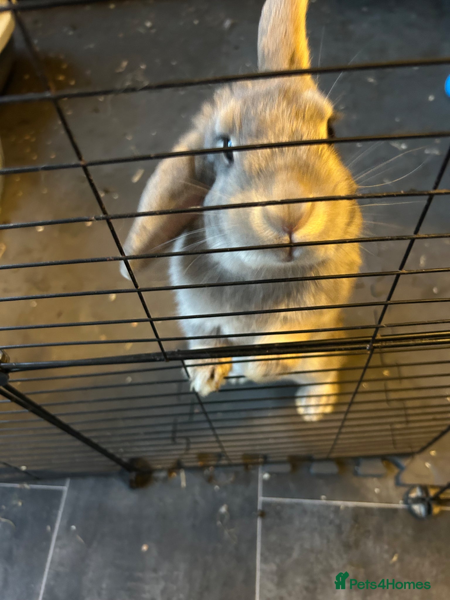 Mixed Breed rabbits Mixed breed baby rabbits - Advert 20