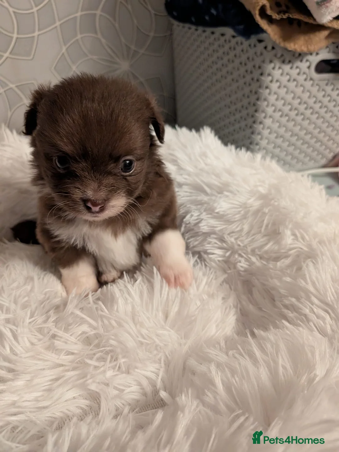 Pomchi dogs for sale: Beautiful Pomchi Puppies Loving 🏠 Reared Litters - Advert 10
