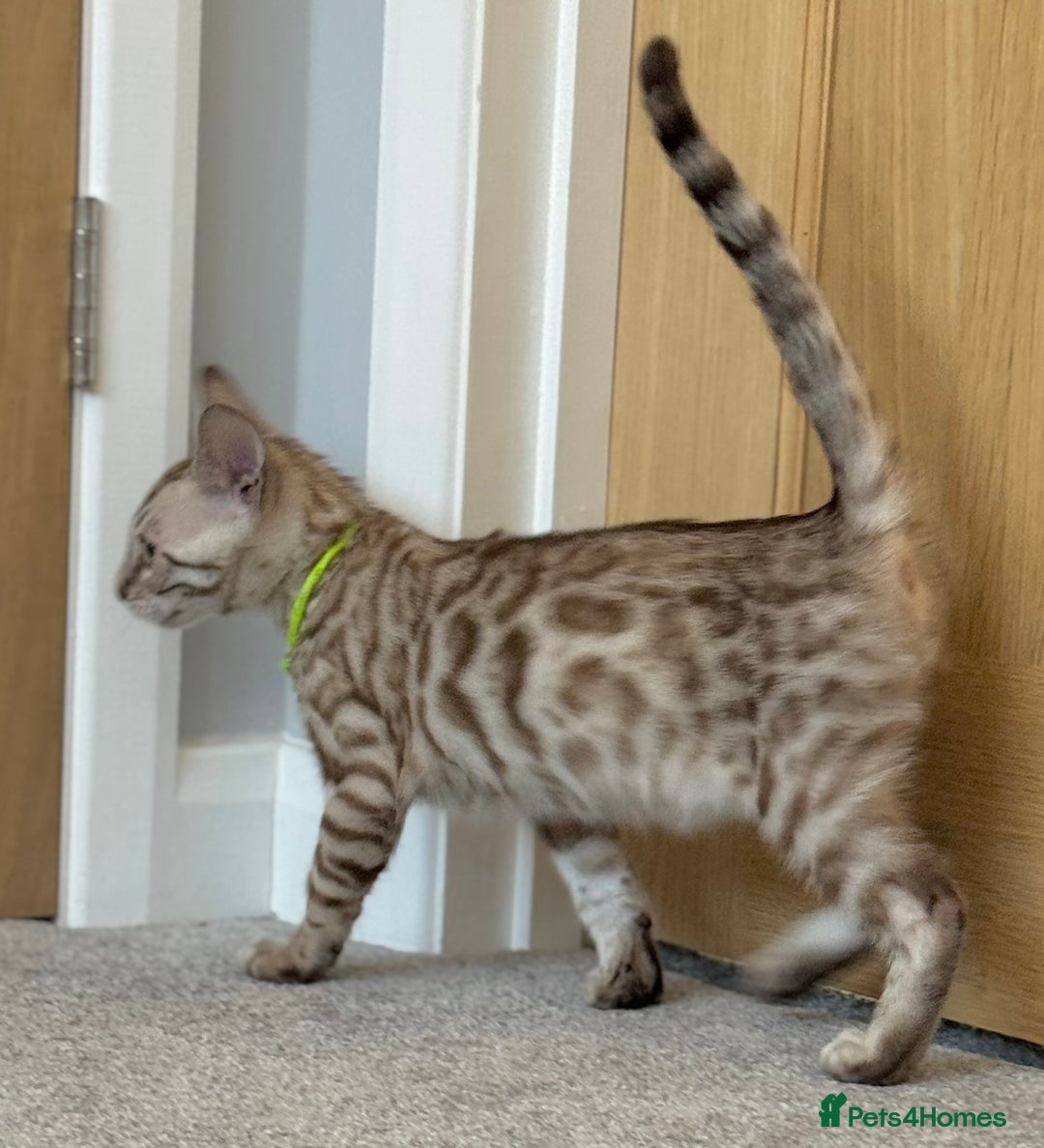 Bengal cats for sale: 💚Marvellous Mink💚 Male Bengal TICA Reg - Image 7