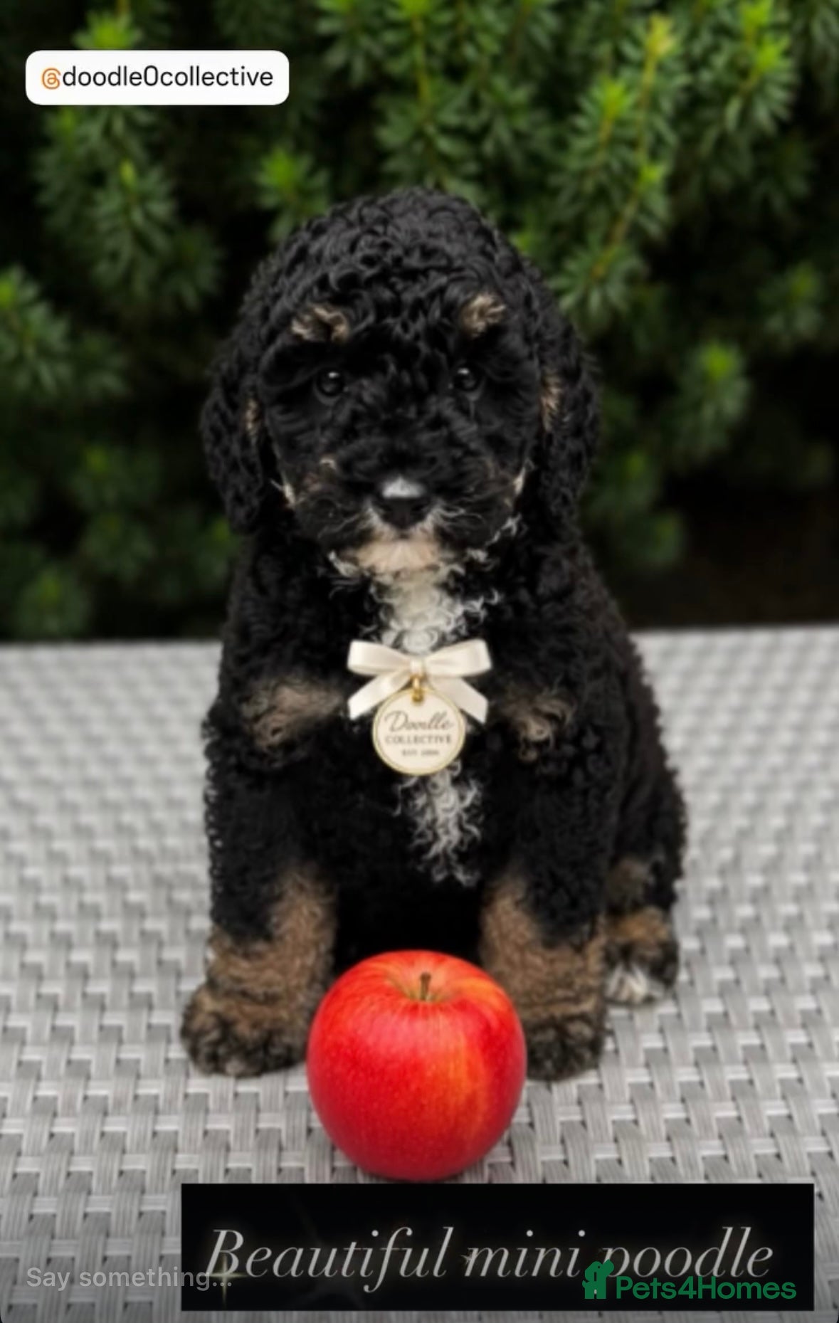Toy Poodle dogs Stunning toy poodles  - Advert 2