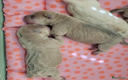 Shar Pei dogs for sale: Shar Pei Puppies - Image 8