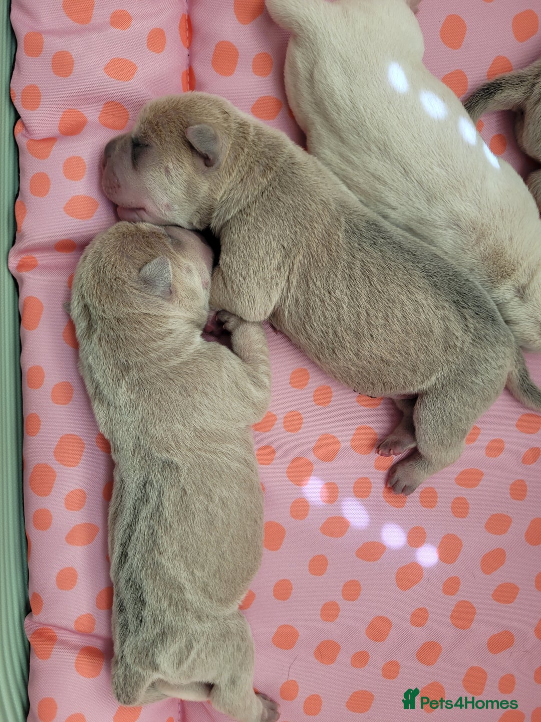 Shar Pei dogs for sale: Shar Pei Puppies - Image 8