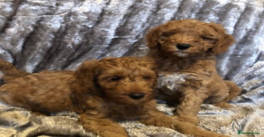 Mixed Breed dogs - Advert 5