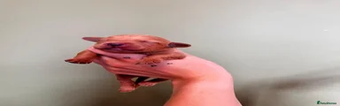 WHITE - FRY