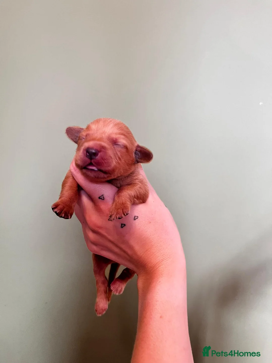 Mixed Breed dogs for sale: LABRADOR RETRIEVER PUPPIES - Advert 11
