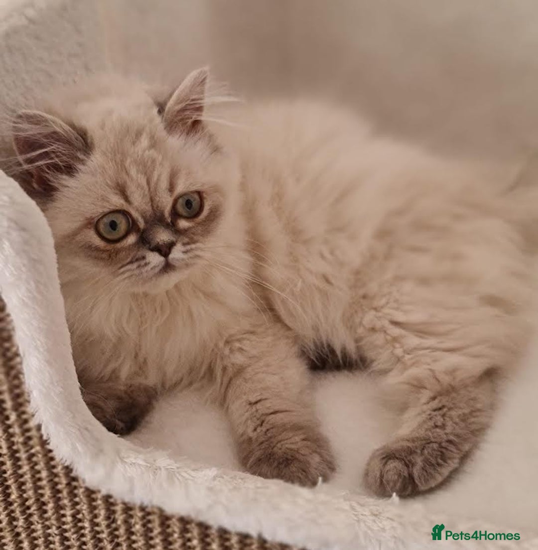 Persian cats for sale: Persian Kittens Looking For New Home - Image 8