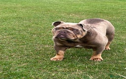 English Bulldog dogs for stud: 🔅CASH🔅 English Bulldog Stud in Kettering - Image 5