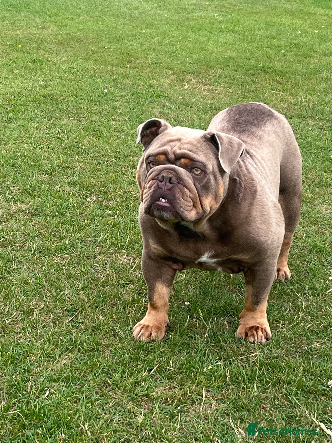 English Bulldog dogs for stud: 🔅CASH🔅 English Bulldog Stud in Kettering - Advert 5