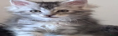 Maine Coon 1