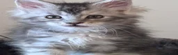 Maine Coon cats for sale: Gorgeous GCCF Registered Maine Coon Kittens  - Advert 3