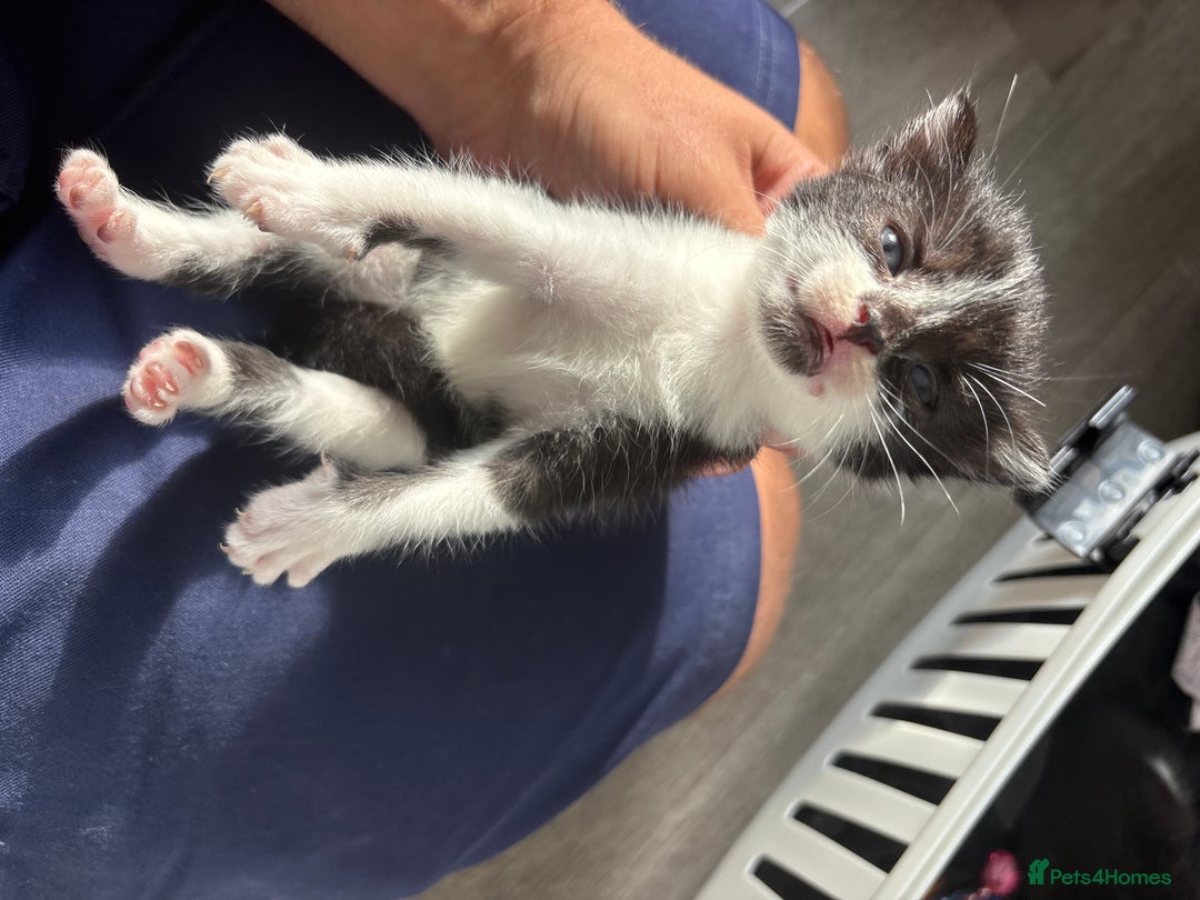 Turkish Van cats for sale: Black and white kittens last boy left  - Image 19