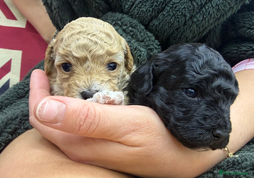 Maltipoo dogs for sale: Toy poodle cross maltipoo puppies little puppies  - Advert 8