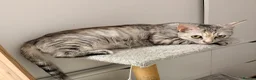 British Shorthair cats for sale: Beautiful Breeding Cat looking for Loving Home - Advert 4