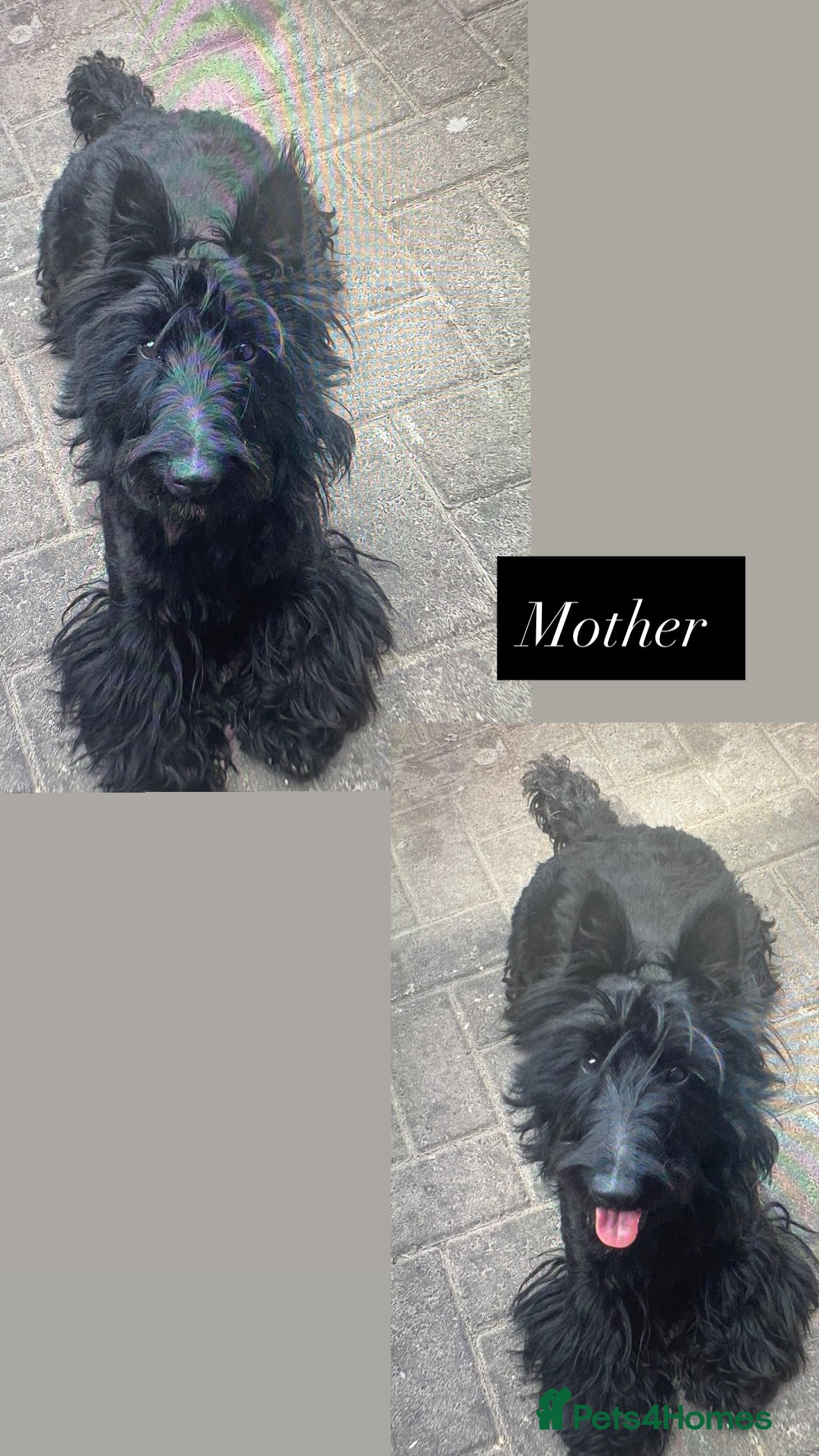 Scottish Terrier dogs  Scottish terrier puppy  - Advert 1