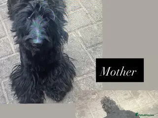 Scottish Terrier dogs Valentina Beautiful boy - Advert 1