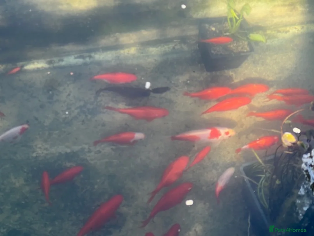 Goldfish fish for sale: Goldfish for sale in Bournemouth - Advert 4