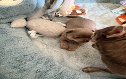 Chihuahua dogs for sale: KC reg Handsome lilac & tan boy 🍎 🐶  - Image 9