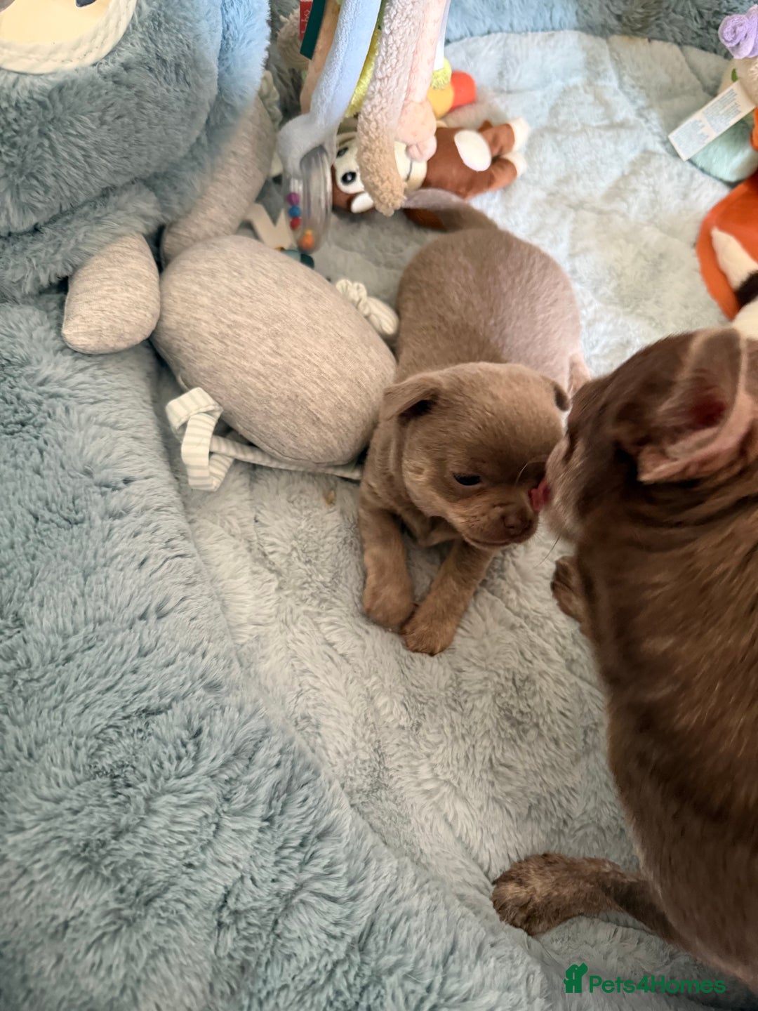 Chihuahua dogs for sale: KC reg Handsome lilac & tan boy 🍎 🐶  - Image 9