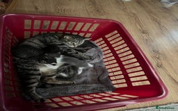 Ragdoll cats for sale: Ragdoll x tabby kittens - Image 4