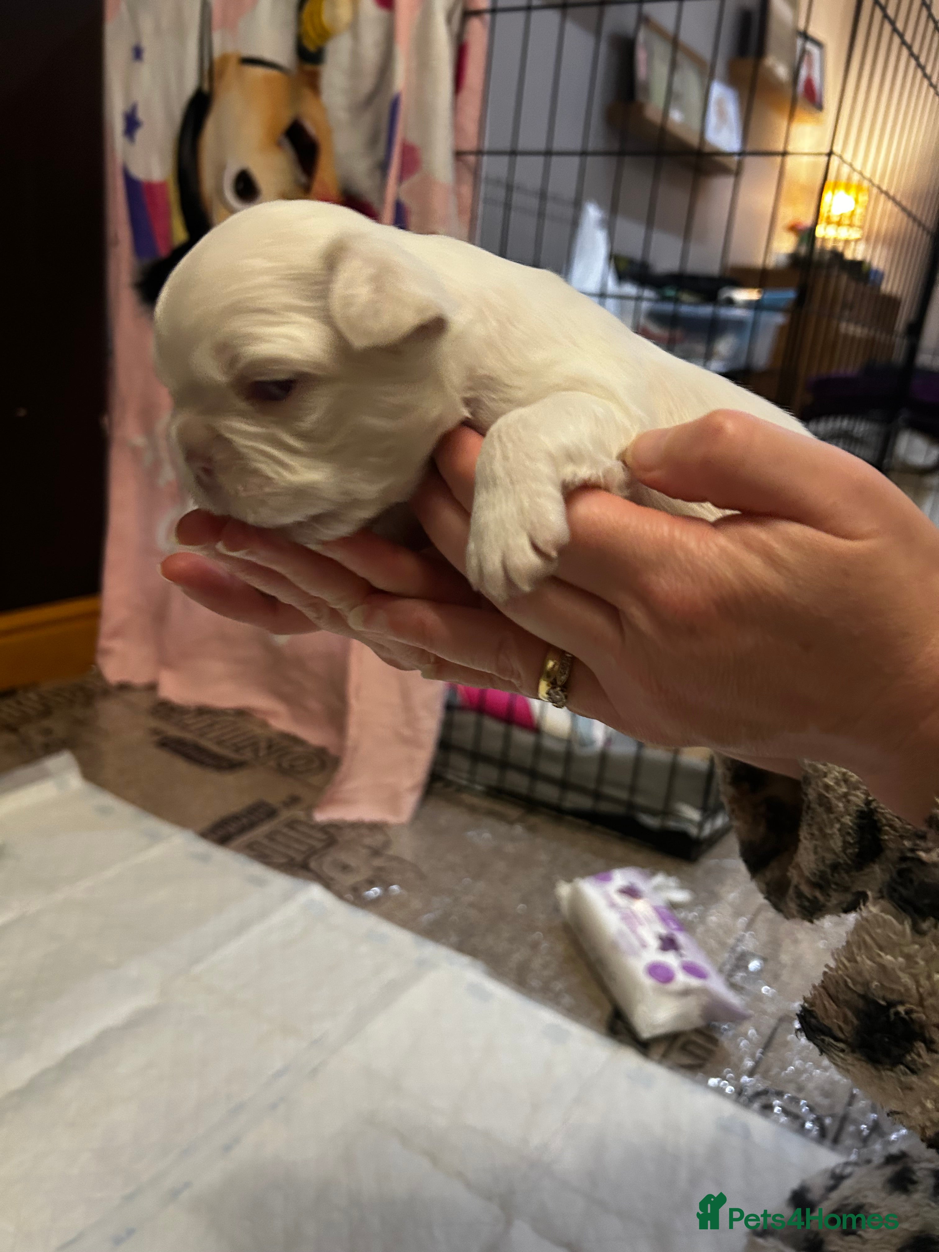 French Bulldog dogs Fluffy French bulldog puppies - Advert 2