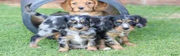 Cavapoo dogs for sale: COCKERLIERPOO puppies for sale - Advert 1