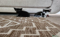 Domestic Shorthair cats for sale: 1 male and 1 female black kitten  - Image 1