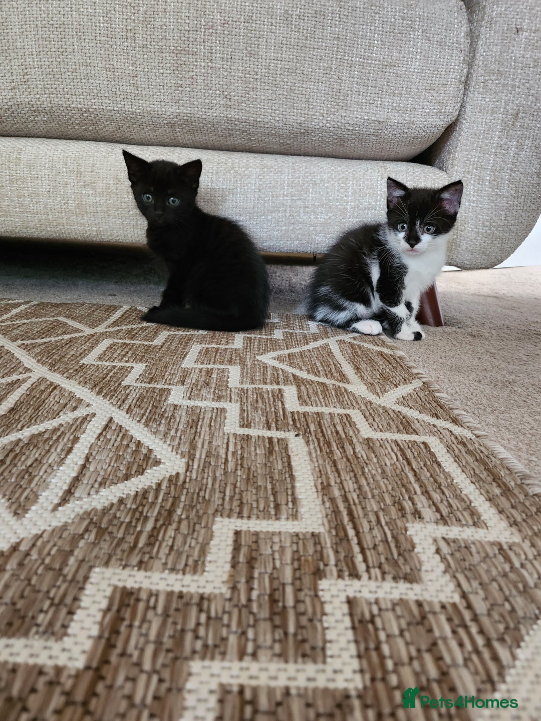 Domestic Shorthair cats for sale: 1 male and 1 female black kitten  - Image 1