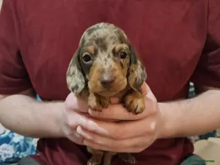 Miniature Dachshund dogs Stunning miniature dachshund puppies - Advert 6