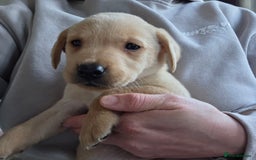Labrador Retriever dogs for sale: Labrador puppies - Image 11