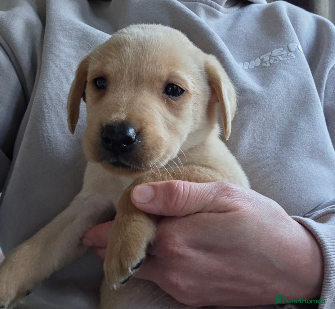 Labrador Retriever dogs for sale: Labrador puppies - Image 11