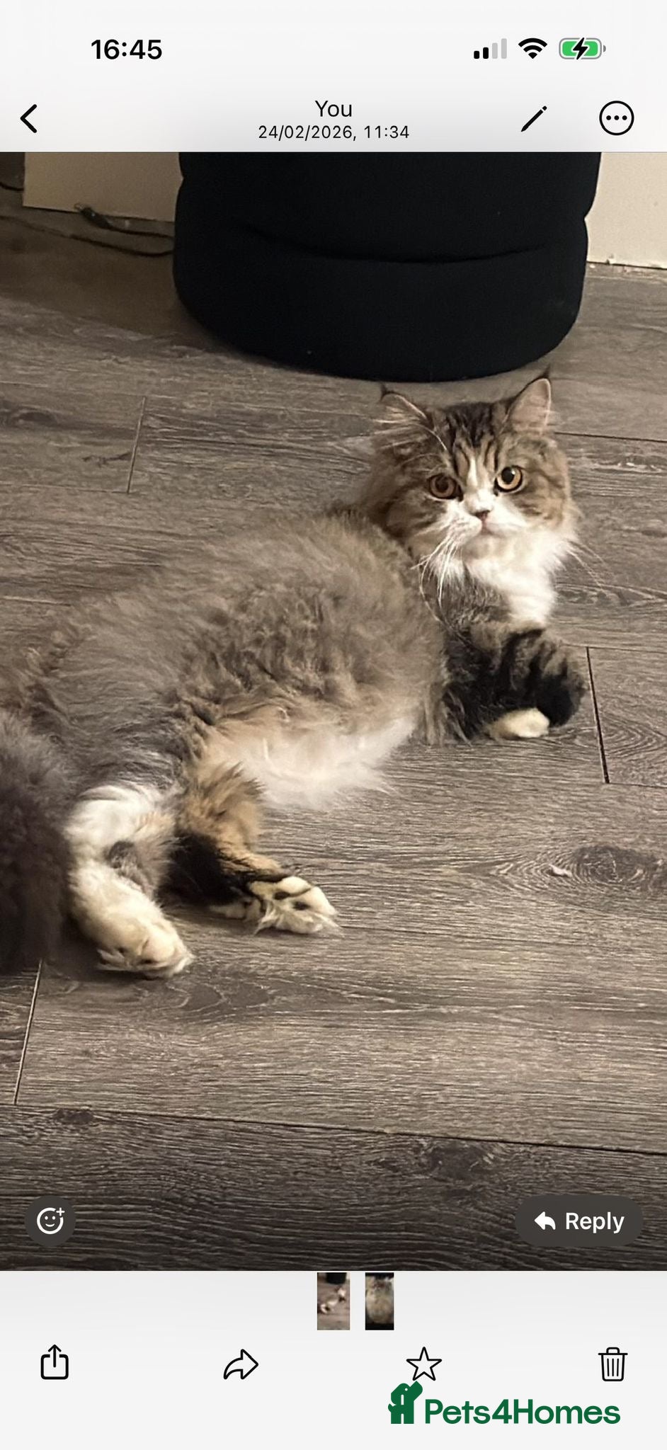 Persian cats Persian beauties ready now - Advert 3