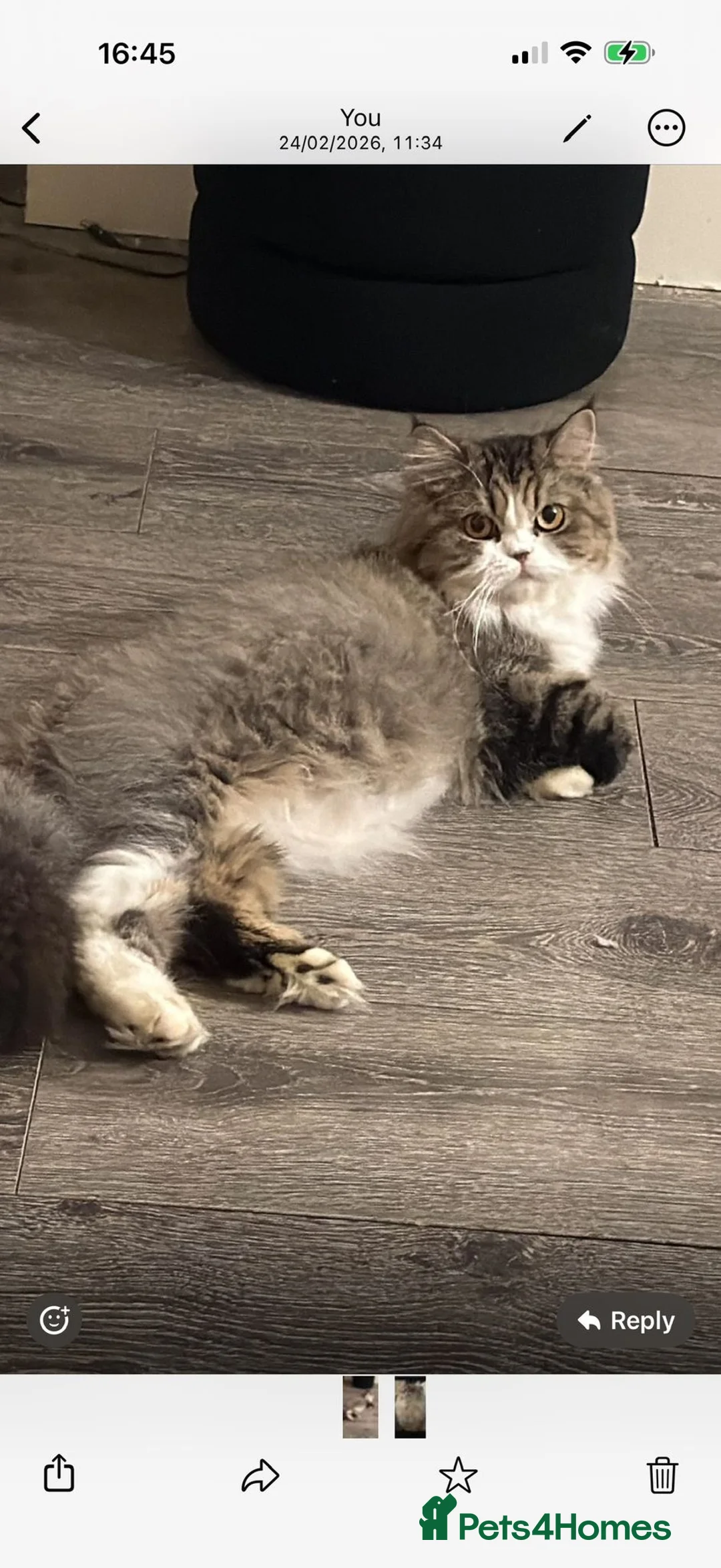 Persian cats for sale: Persian beauties ready now - Advert 1