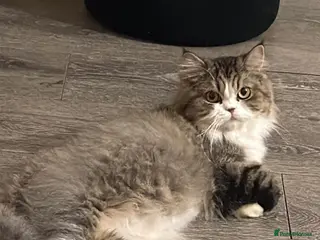 Persian cats Persian beauties ready now - Advert 1