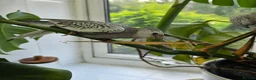 Cockatiels birds for sale: Two 4-Month-Old Hand-Raised Cockatiels in Huddersfield - Advert 6