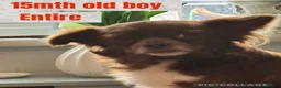 Chihuahua dogs for sale: 2 Chihuahuas male 15mths  Female 3 yrs sad sale - Advert 3