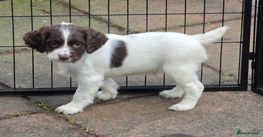 English Springer Spaniel dogs Beautiful litter kc reg springer spaniels - Advert 1