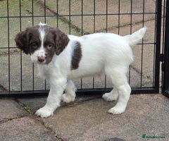 English Springer Spaniel dogs Beautiful litter kc reg springer spaniels - Advert 1