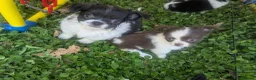 Chihuahua dogs for sale: Five Tiny Chihuahuas, One Very Special Beginning❤️ - Advert 4