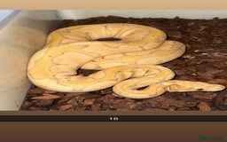 Snake reptiles for sale: Royal Python / Boa  - Image 16