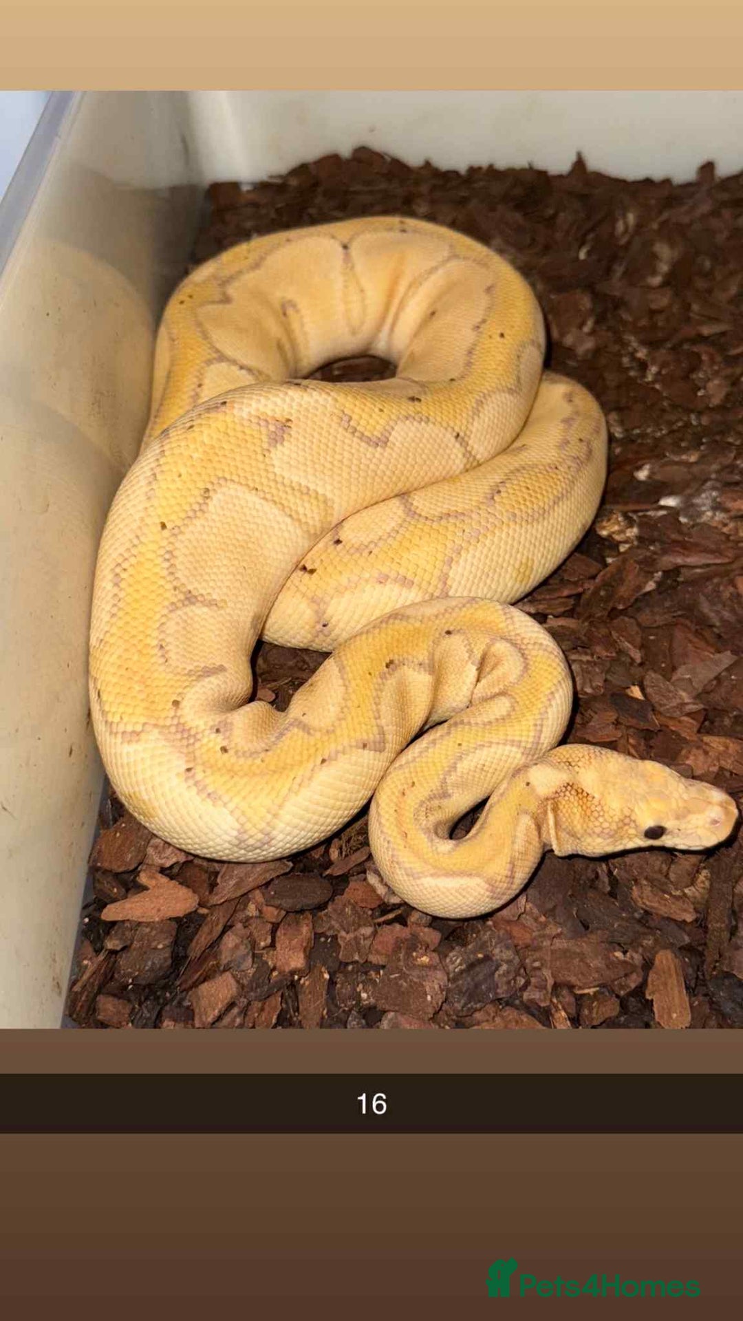 Snake reptiles for sale: Royal Python / Boa  - Image 16