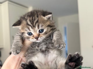 British Shorthair cats Tabby BritishShorthair male ready for reservation - Advert 1