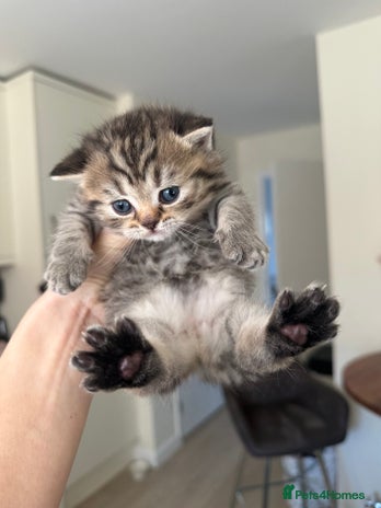 British Shorthair cats Tabby BritishShorthair male ready for reservation - Advert 10