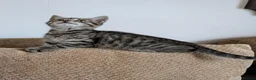 Bengal cats for sale: Playful and Friendly Bengal kittens - Advert 7