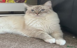 Ragdoll cats for sale: Fluffy, Gentle, Cuddly, Affectionate Kittens - Image 12