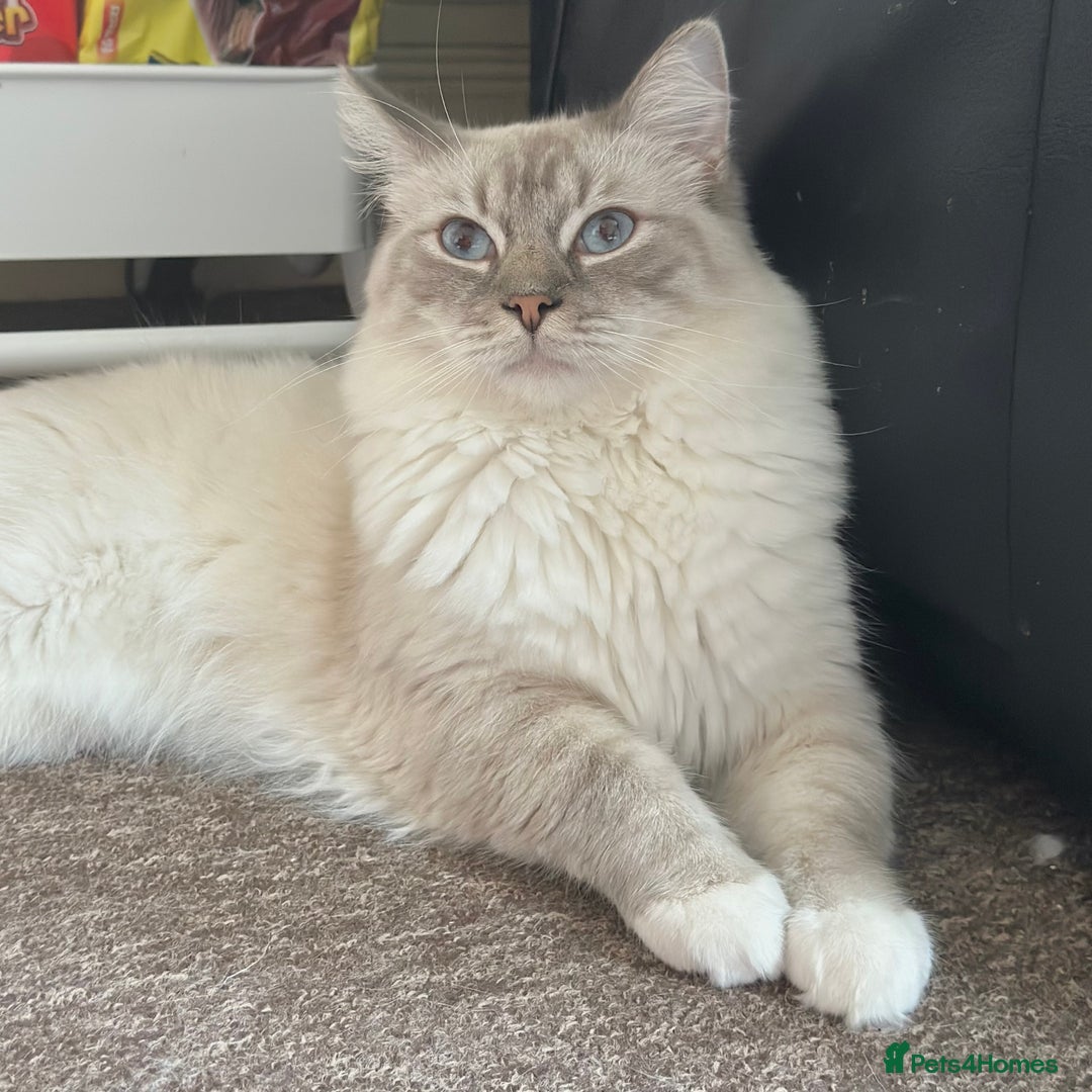 Ragdoll cats for sale: Fluffy, Gentle, Cuddly, Affectionate Kittens - Image 12