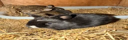 Mixed Breed rabbits for sale: Rabbits \ Bunnies for sale  - Advert 3
