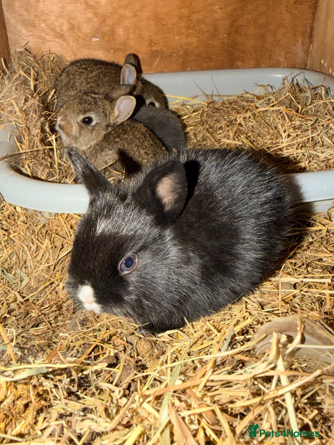 Mixed Breed rabbits for sale: Rabbits \ Bunnies for sale  - Advert 3