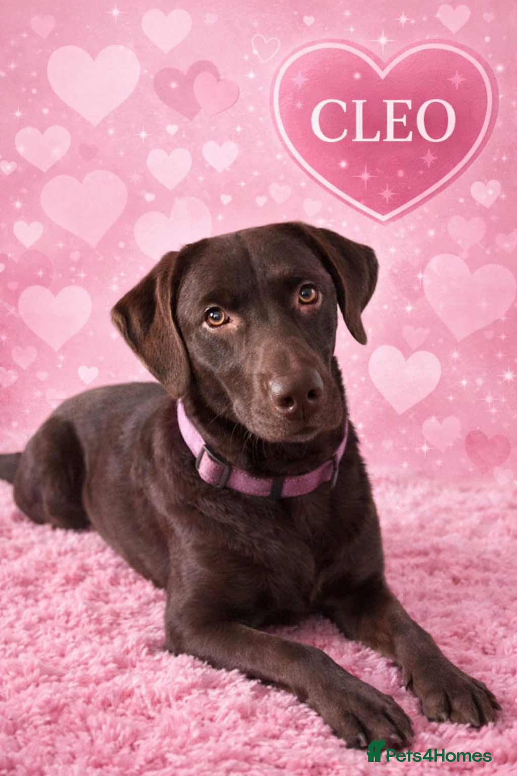 Labrador Retriever dogs Adorable Litter of Labradors  - Advert 2