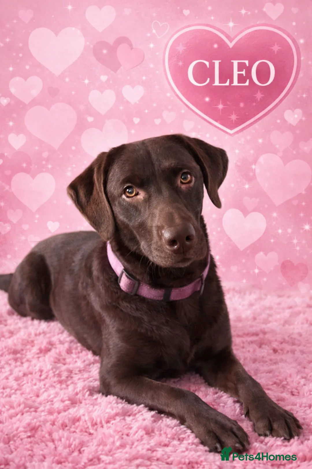 Labrador Retriever dogs for sale: Adorable Litter of Labradors  - Advert 2