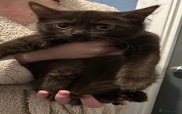 Mixed Breed cats for sale: Ragdoll x sphynx babies - Image 5